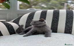 British Shorthair cats for sale: 💕British Shorthair Blue Kittens💕 - Image 8