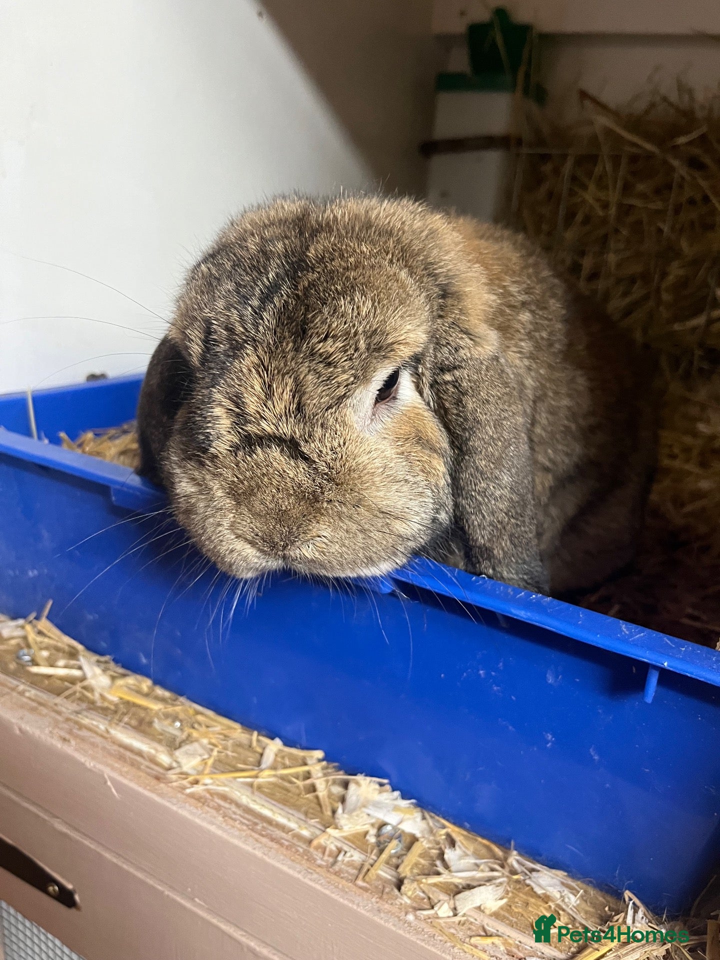 Lionhead rabbits   Lop boy looking for new home  - Advert 1