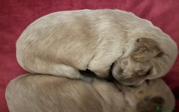 Cocker Spaniel dogs for sale: 7 Cocker Spaniel Puppies. 💙💙💙💙🩷🩷🩷 - Image 3