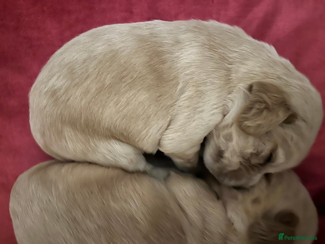 Cocker Spaniel dogs for sale: 7 Cocker Spaniel Puppies. 💙💙💙💙🩷🩷🩷 - Image 3