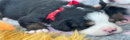 Bernese Mountain Dog dogs for sale: KC Registered Bernese Mountain Dog Puppies - Advert 11