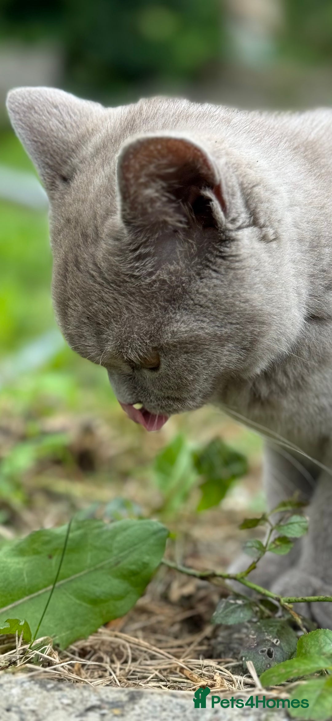 British Shorthair cats for sale: Cute girl for sale - Advert 5