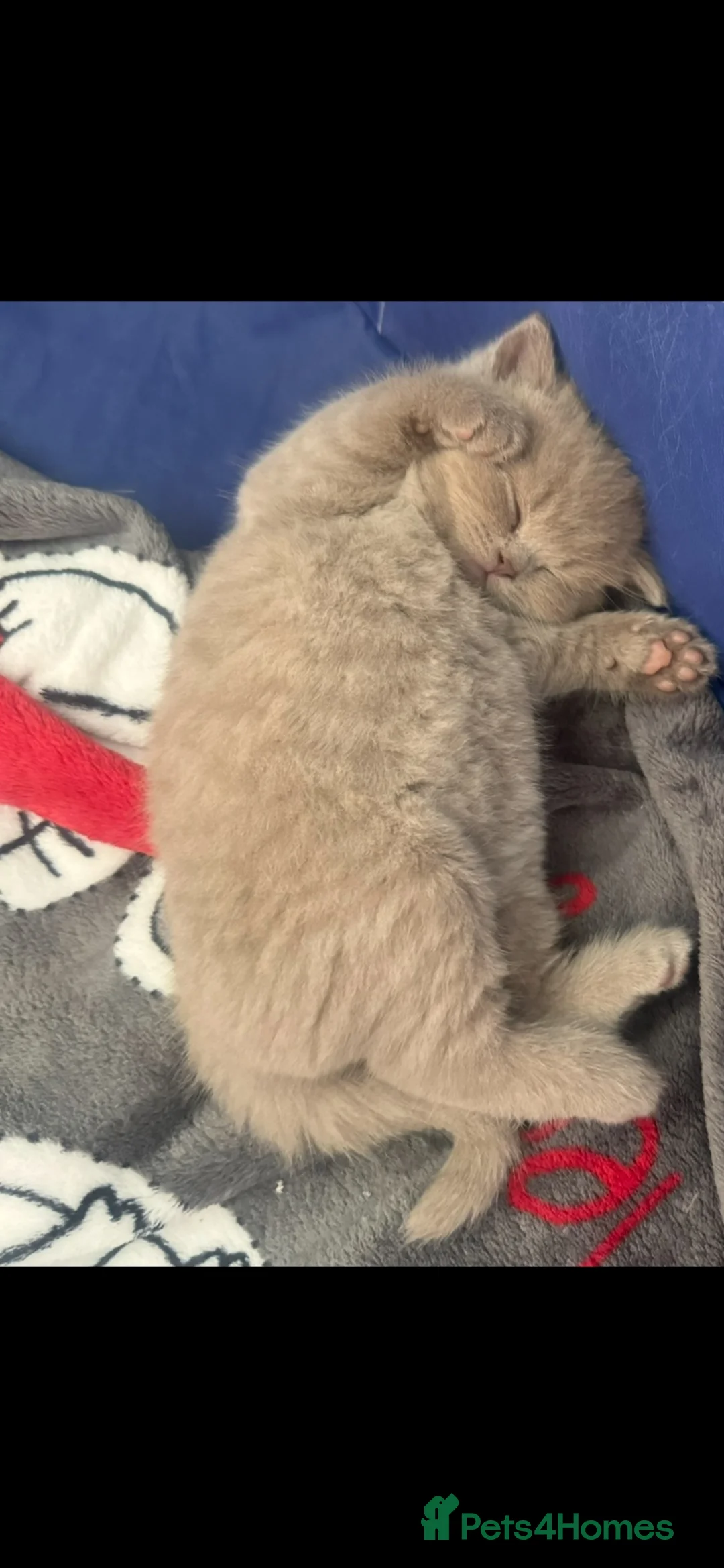 British Shorthair cats for sale: Four BSH kittens for sale - Advert 2