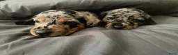 Dachshund dogs for sale: Dachshund puppies - Advert 9