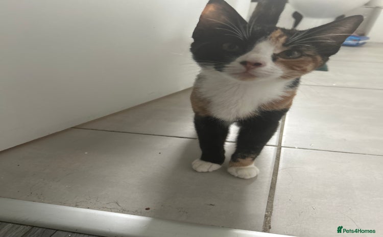 Domestic Shorthair cats - Advert 1