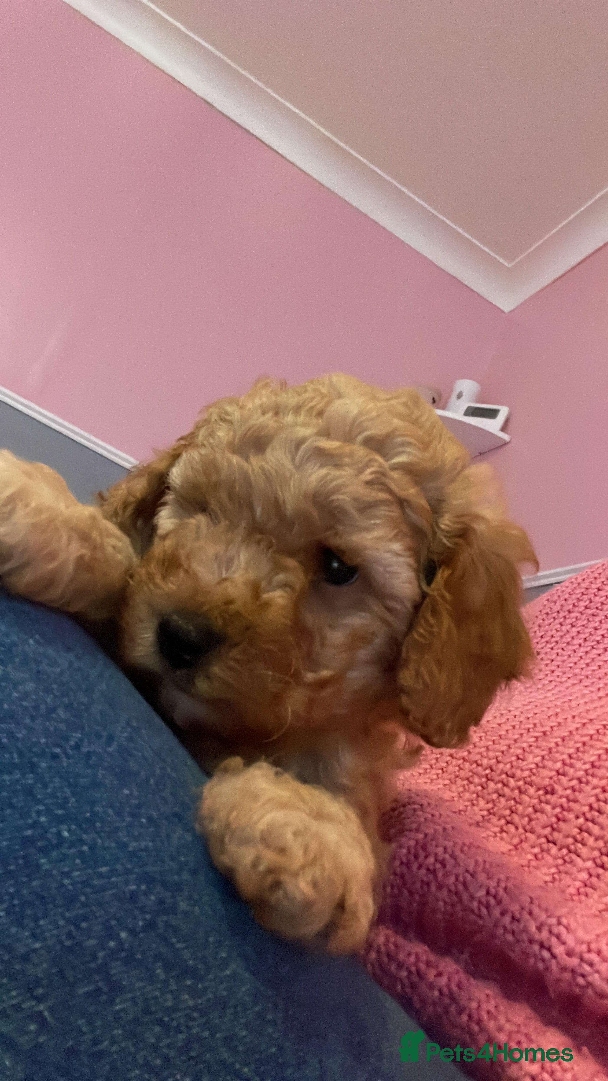 Toy Poodle dogs Stunning toy poodle puppies - Advert 3