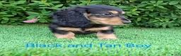 Miniature Dachshund dogs for sale: Long coat Miniature Dachshund Puppies  - Advert 18