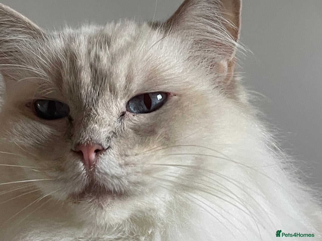 Ragdoll cats for sale: Ready to retire  - Image 16