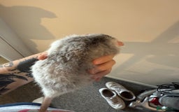 Rat rodents for sale: 3 male rats and massive amount of accessories  - Image 27