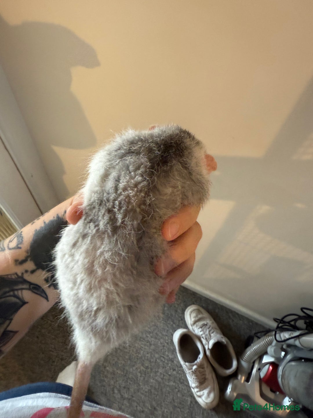 Rat rodents for sale: 3 male rats and massive amount of accessories  - Image 27