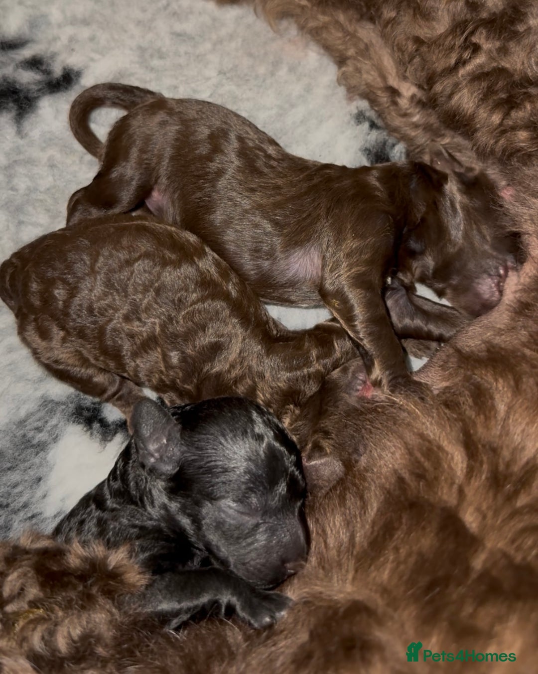 Cockapoo dogs for sale: 🐾 F1B Cockapoo Puppies – DNA Health Tested 🐾 - Image 7