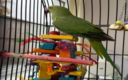 Ringnecks birds for sale: A semi tame green ringneck - Image 1