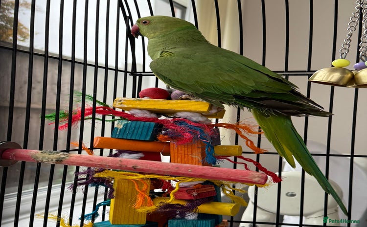 Ringnecks birds - Advert 4