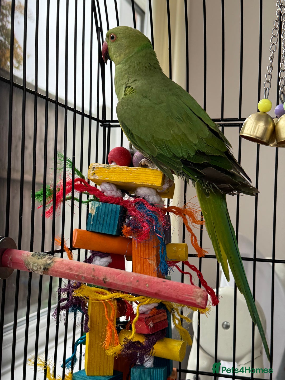 Ringnecks birds for sale: A semi tame green ringneck - Image 1