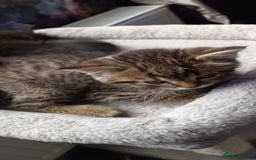 British Shorthair cats for sale: British shorthair/black ghost tabbys - Image 3