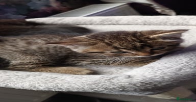 British Shorthair cats - Advert 4