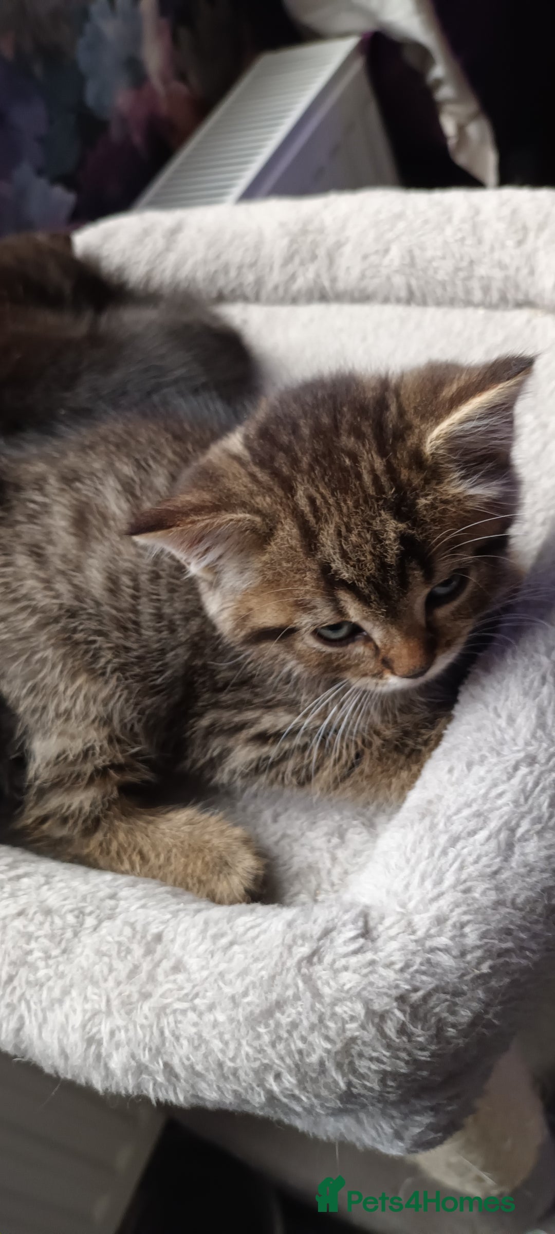 British Shorthair cats for sale: British shorthair/black ghost tabbys - Image 3