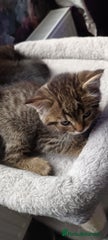 British Shorthair Kitten 4