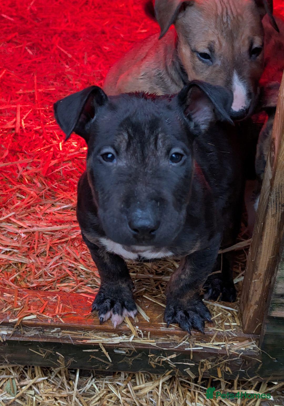 English Bull Terrier dogs for sale: Working line English bull terriers  - Advert 4