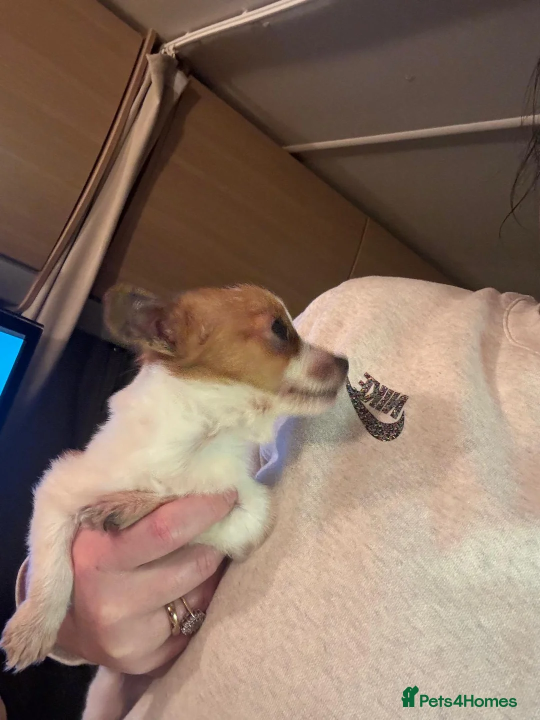 Jack Russell dogs for sale: Gorgeous Miniature Jack Russell  - Advert 6