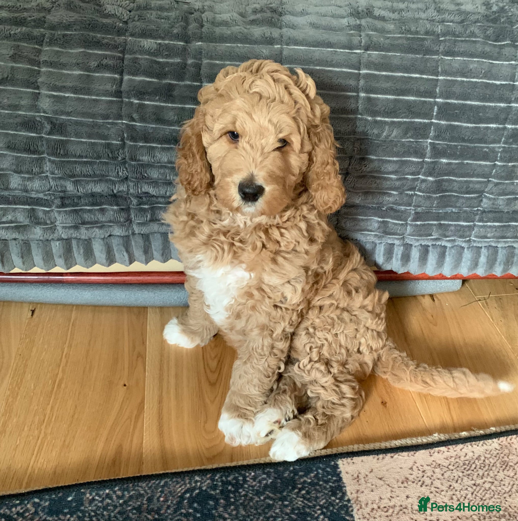 Goldendoodle dogs Goldendoodle/double doodle - Uno - ready now.  - Advert 4