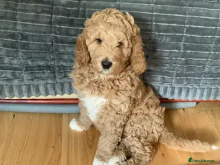 Goldendoodle dogs Goldendoodle/double doodle - Uno - ready now. - Advert 4