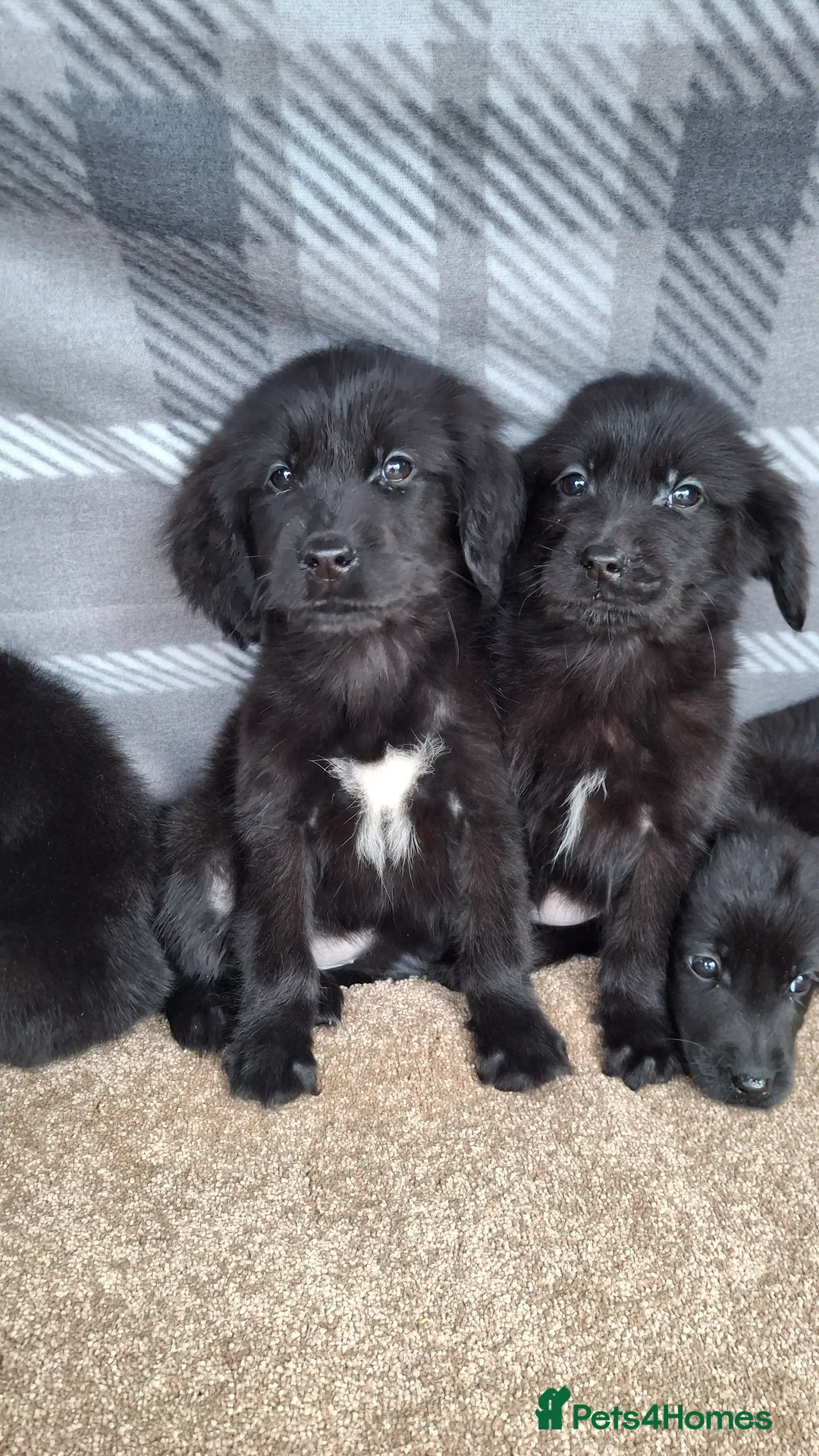 Mixed Breed dogs for sale: flat coated retriever x golden retriever puppies. - Advert 8