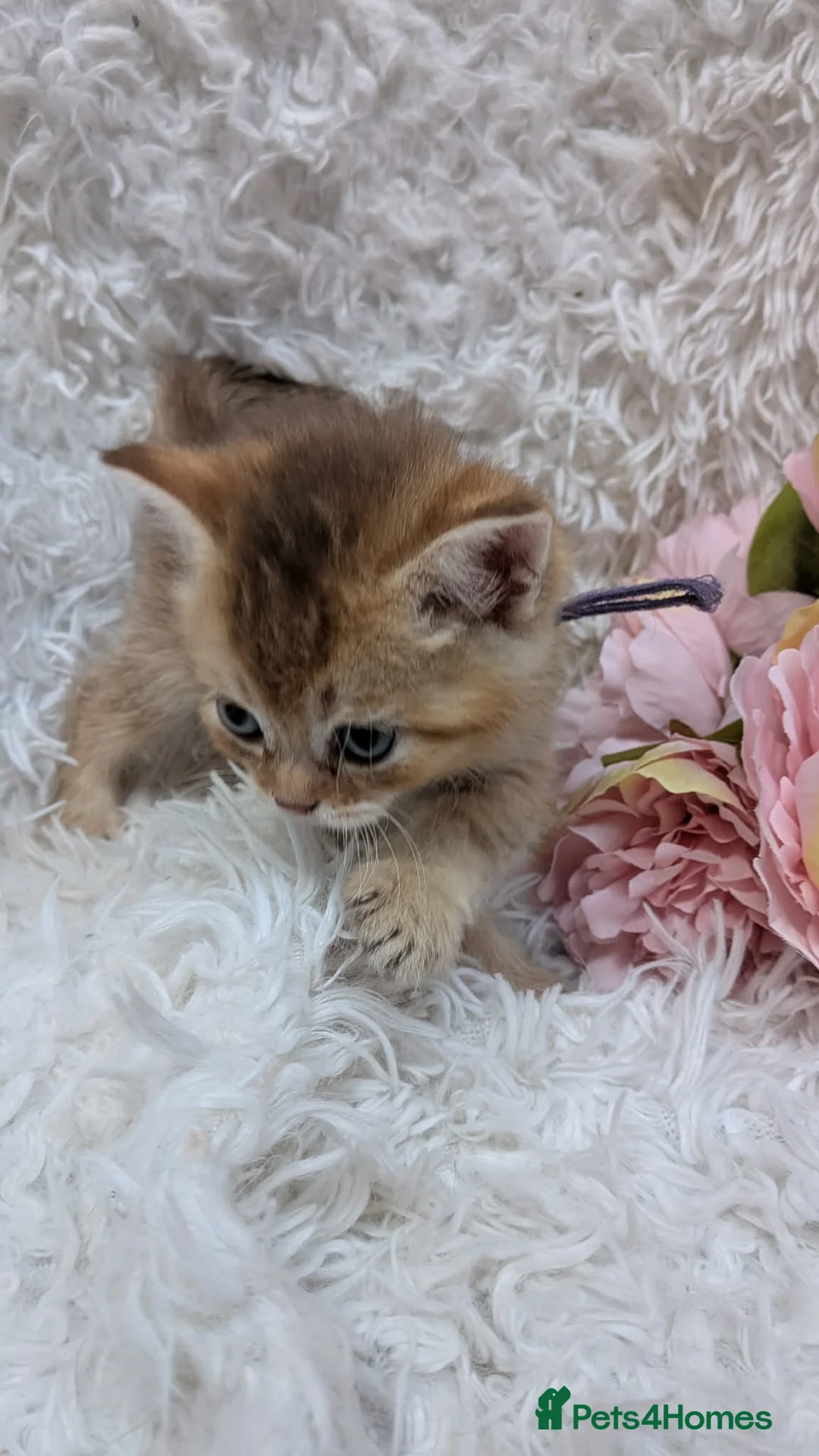 British Longhair cats for sale: BEAUTIFUL BRITISH SHORTHAIR & LONGHAIR KITTENS  - Advert 2