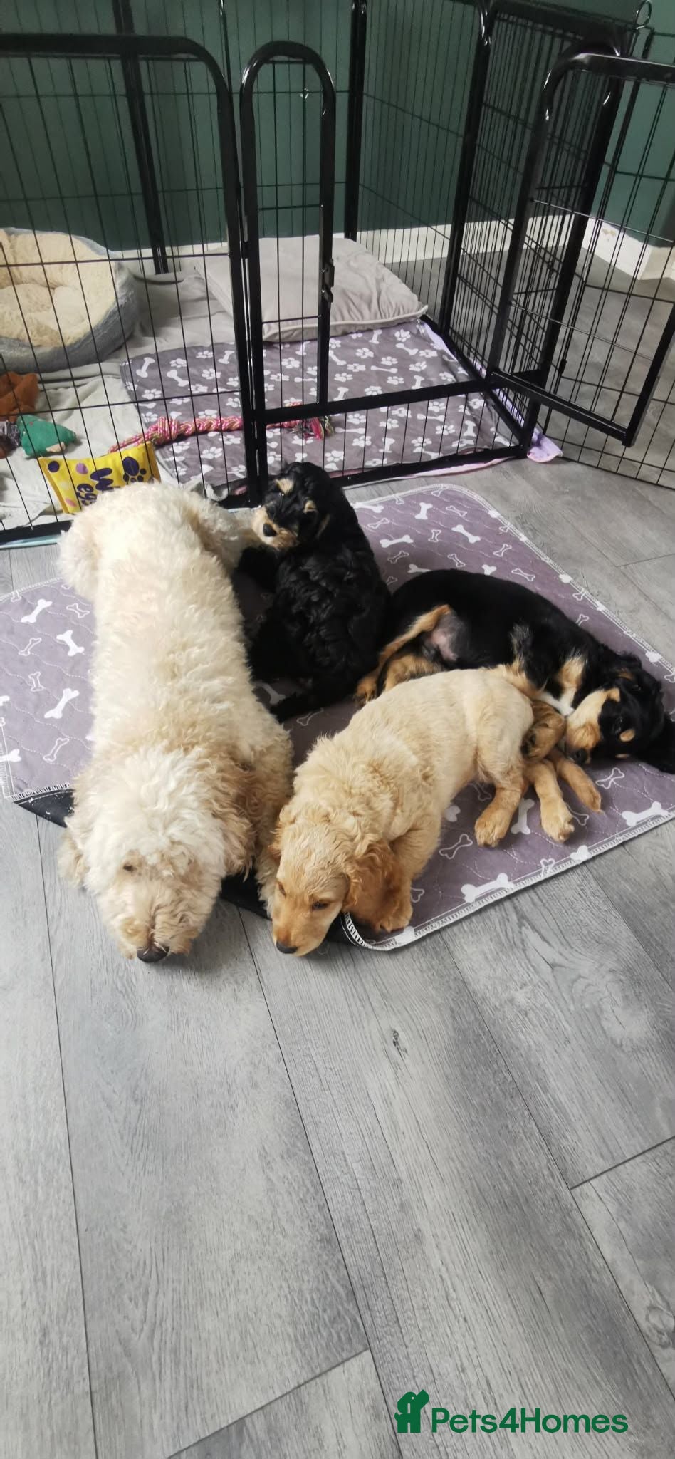 Cockapoo dogs Cockerpoo (1 boy, 2 girls) - All available - Advert 12