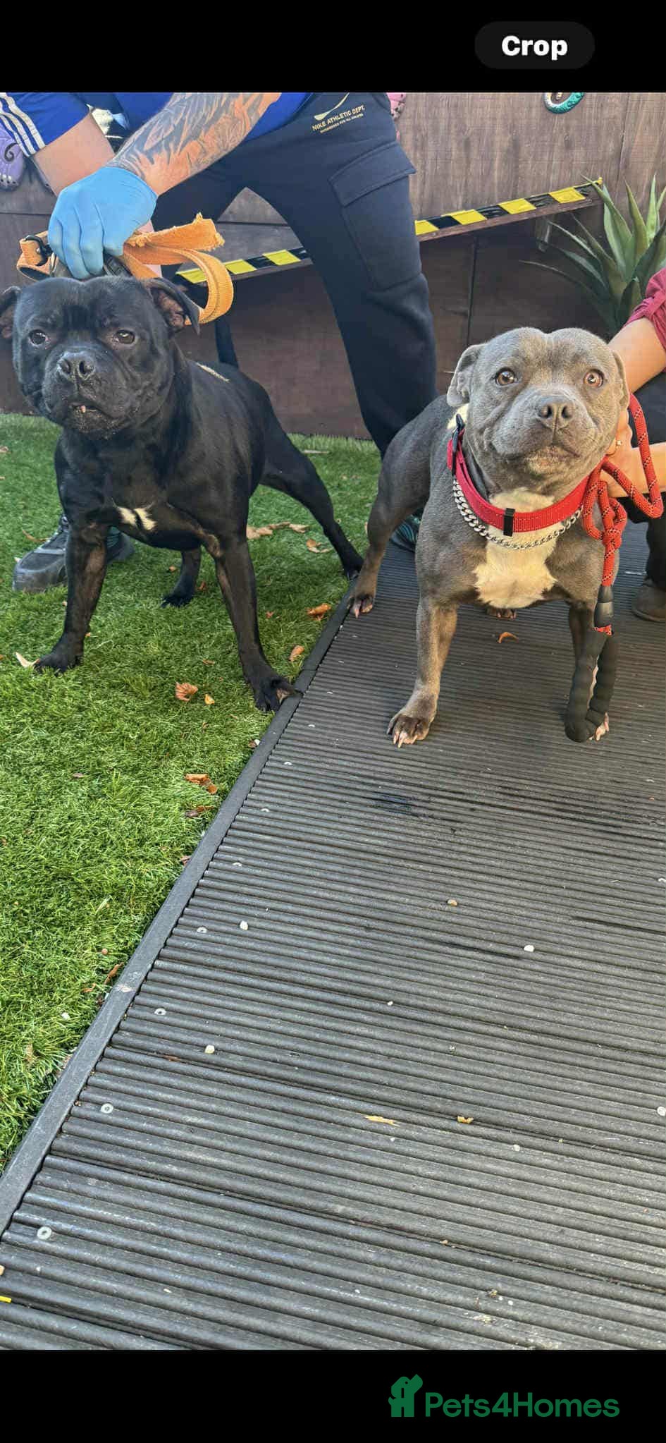 Staffordshire Bull Terrier dogs Staffie puppies  - Advert 6