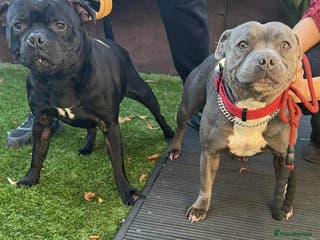 Staffordshire Bull Terrier dogs Staffie puppies - Advert 7