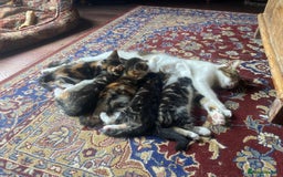 Mixed Breed cats for sale: Maine Coon/Norwegian Forest/British Shorthair X - Image 9