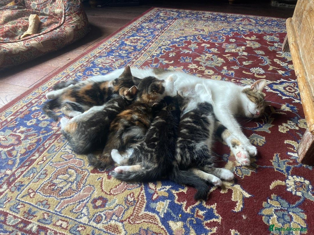 Mixed Breed cats for sale: Maine Coon/Norwegian Forest/British Shorthair X - Image 9