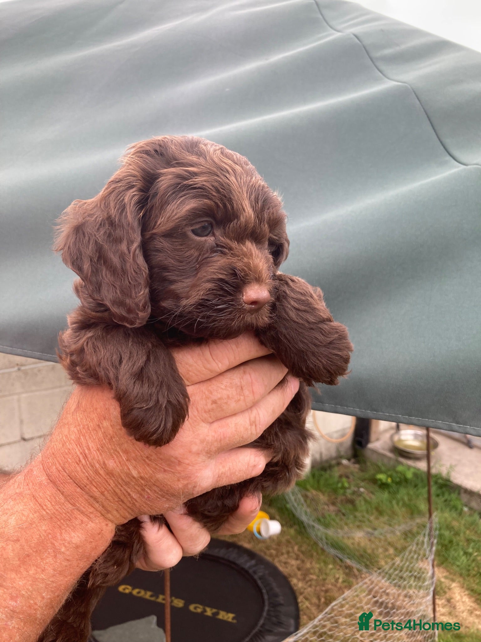 Cockapoo dogs F1 Cockapoos - Advert 18