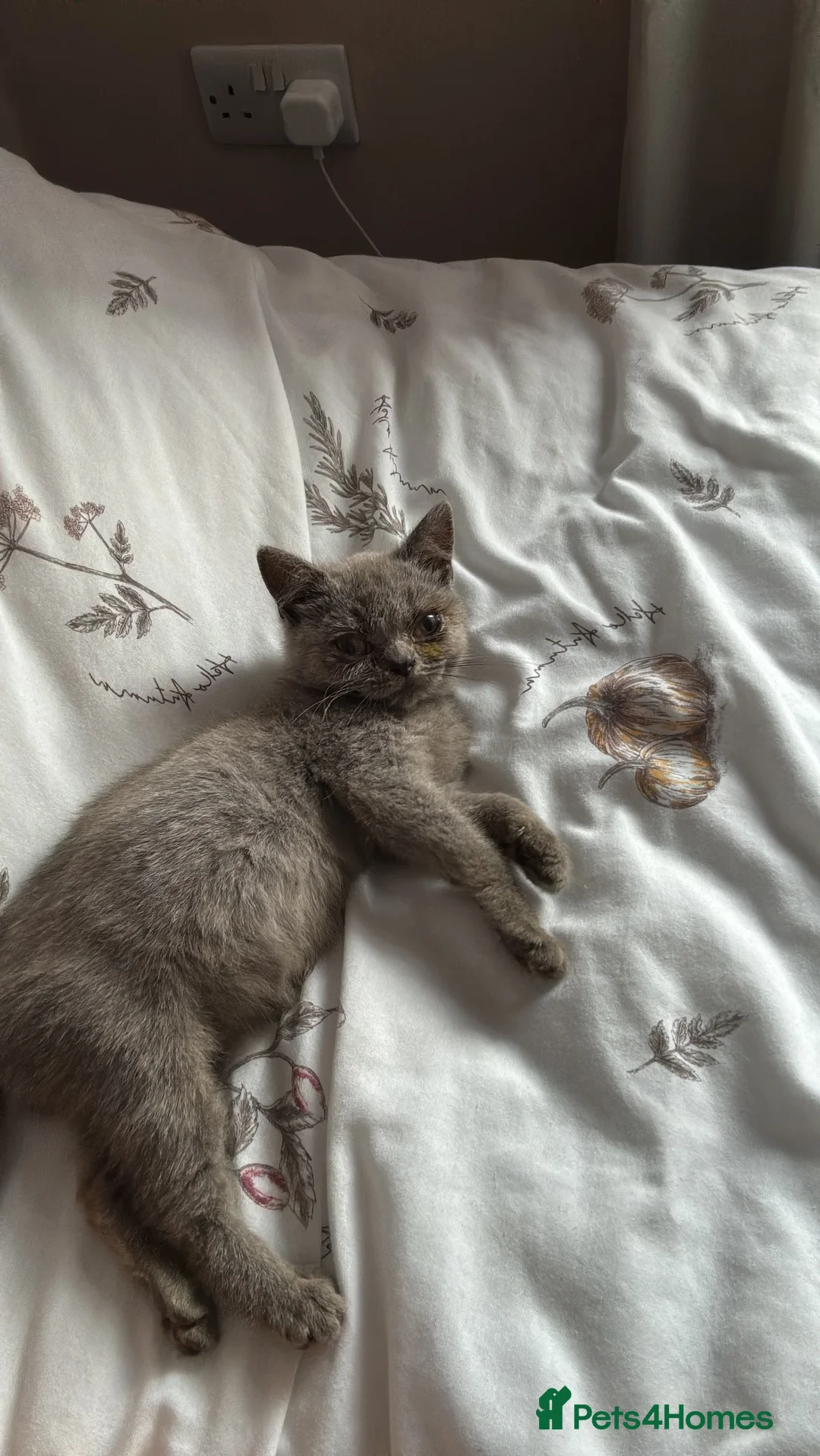 Brazilian Shorthair cats for sale: 9 week old British short hair kitten  in Llanelli - Advert 4