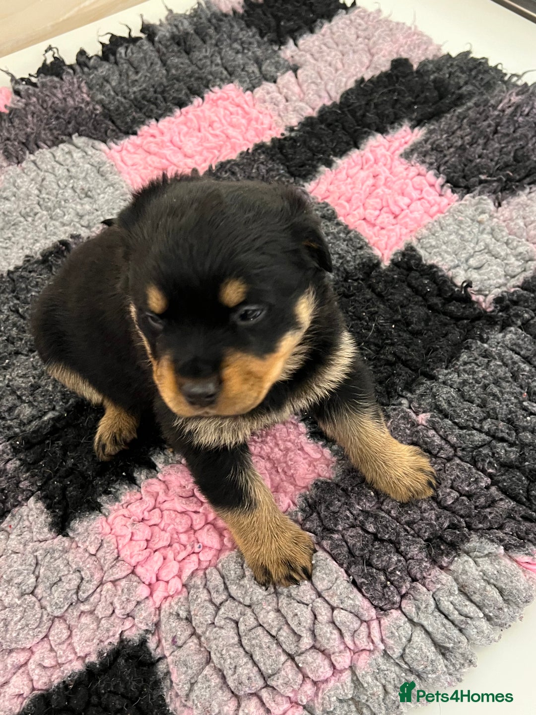 Rottweiler dogs for sale: Rottweiler pups KC Registered + Champ Bloodlines - Image 20