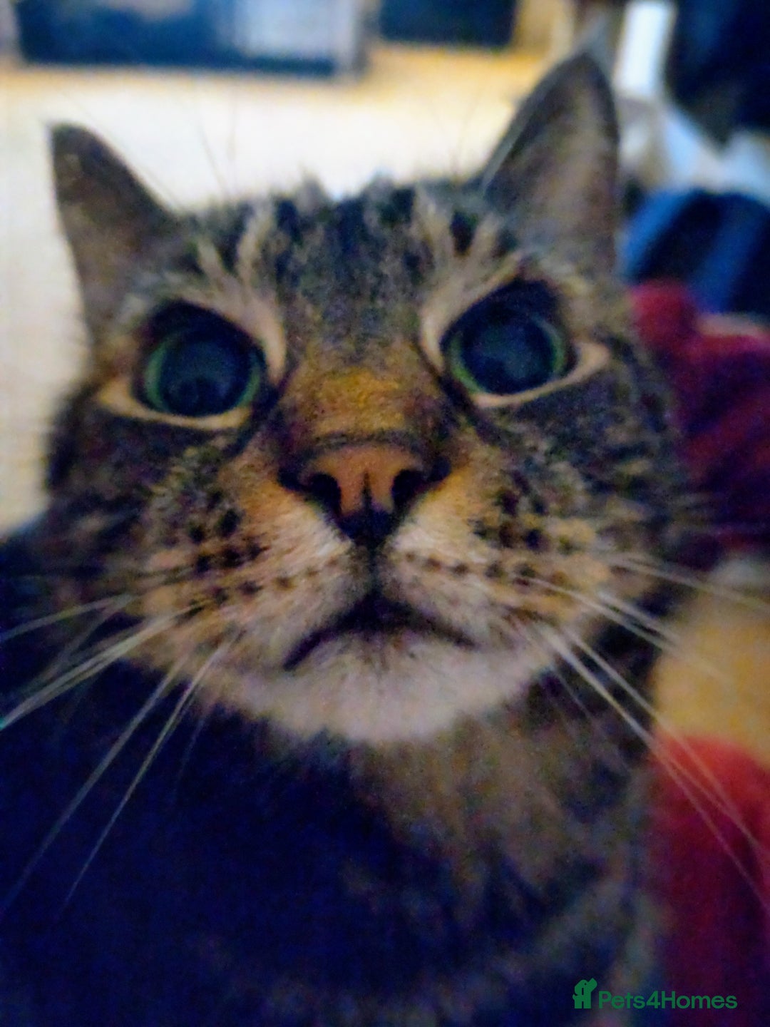 Domestic Shorthair cats for sale: Cat for sale/rehome - Image 3