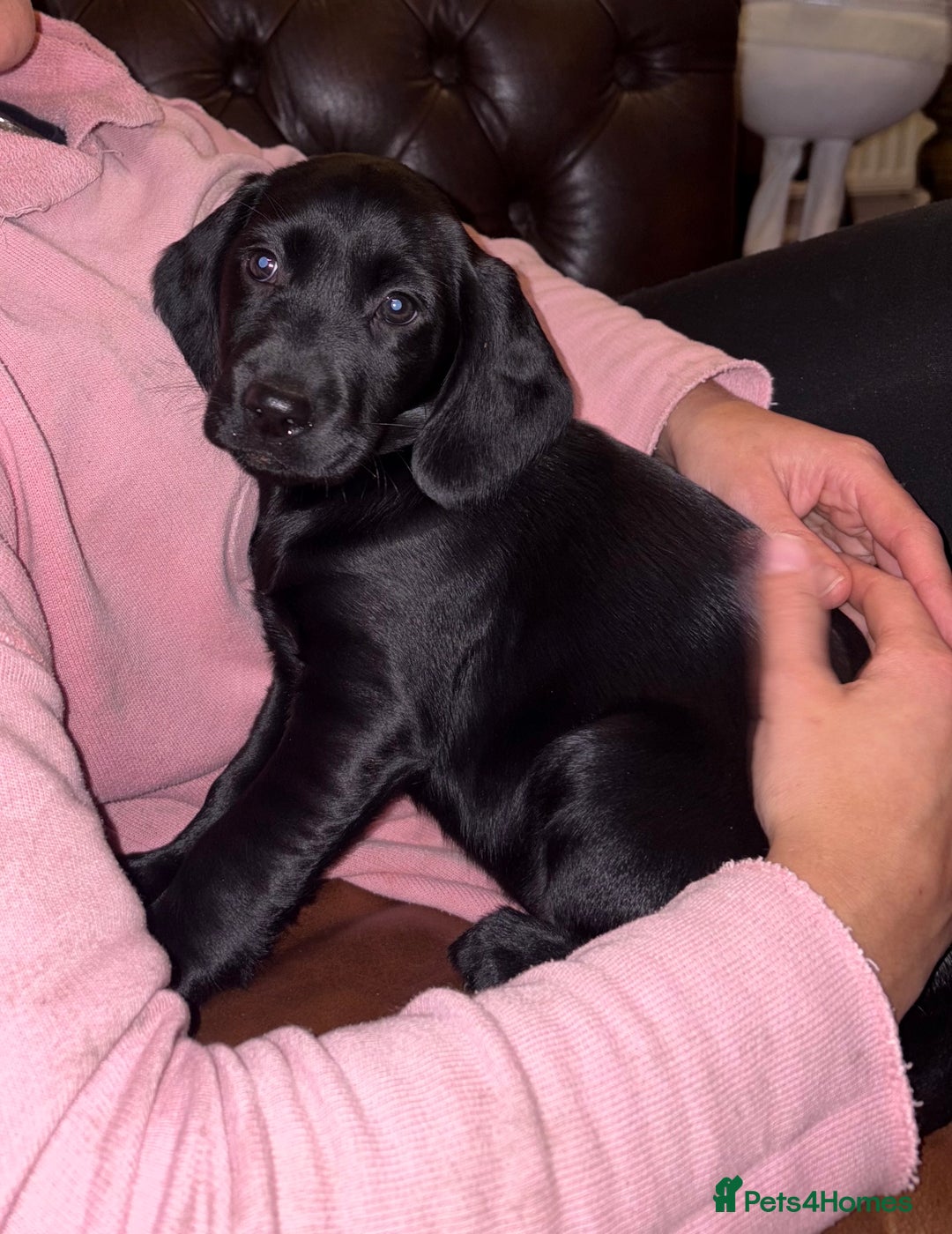 Springador dogs for sale: Beautiful black Working springadors  - Advert 1