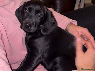 Springador dogs Beautiful black Working springadors - Advert 17