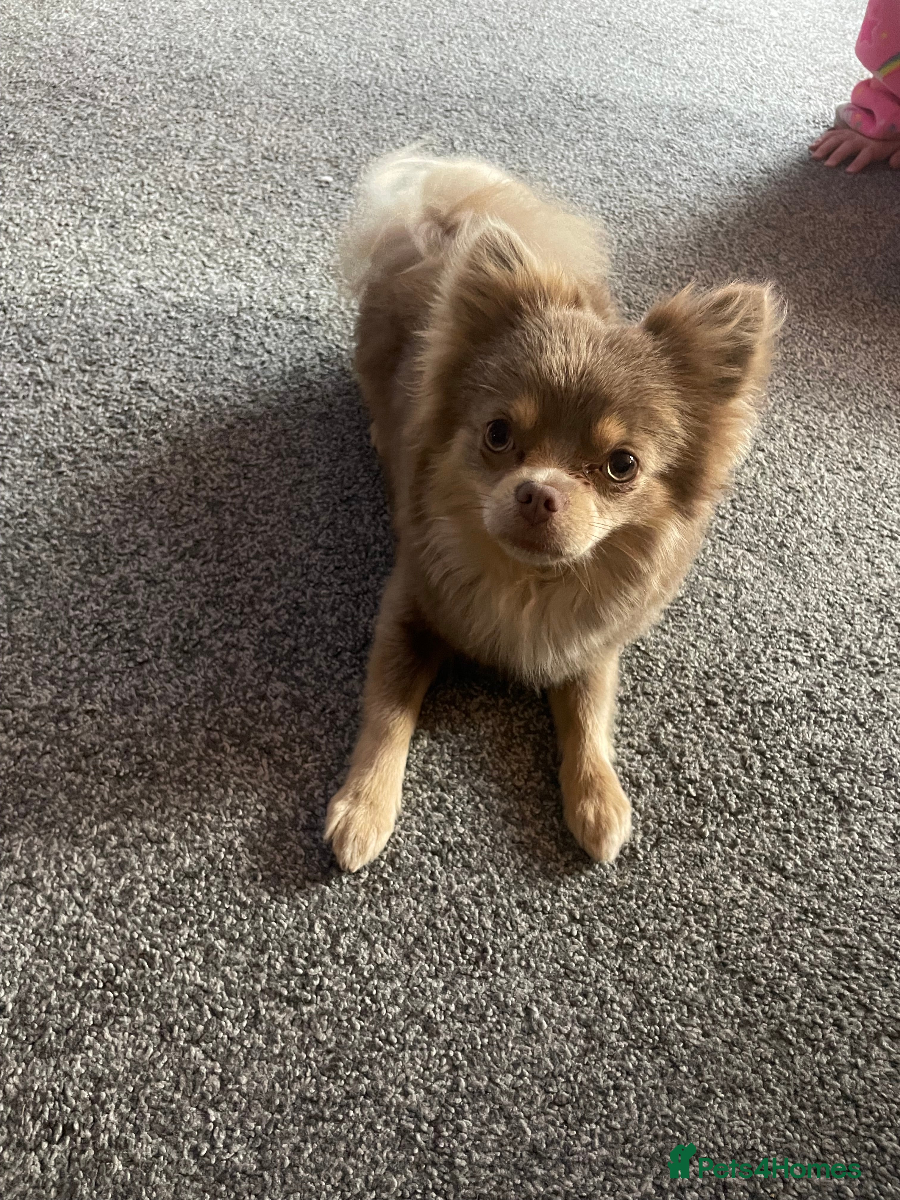 Pomchi dogs Lilac PomChi Bob for stud  - Advert 2