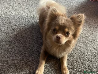 Pomchi dogs Lilac PomChi Bob for stud - Advert 11