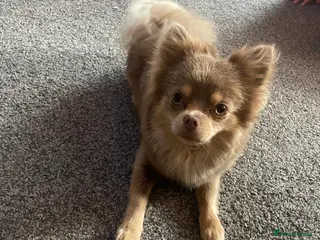 Pomchi dogs Lilac PomChi Bob for stud - Advert 1