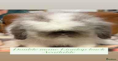 Mini Lion Lop rabbits - Advert 8