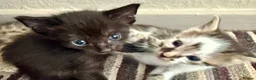 Mixed Breed cats for sale: Beautiful Litter of Playful Kittens, Siamese Cross - Advert 20