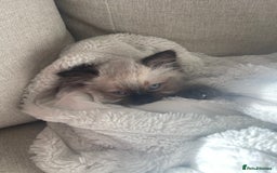 Ragdoll cats for sale: Ragdolls  - Image 5