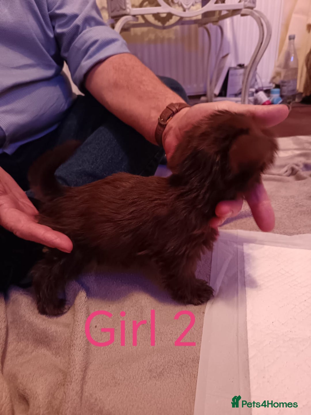 Norfolk Terrier dogs for sale: Norfolk Terrier Puppies - Advert 8