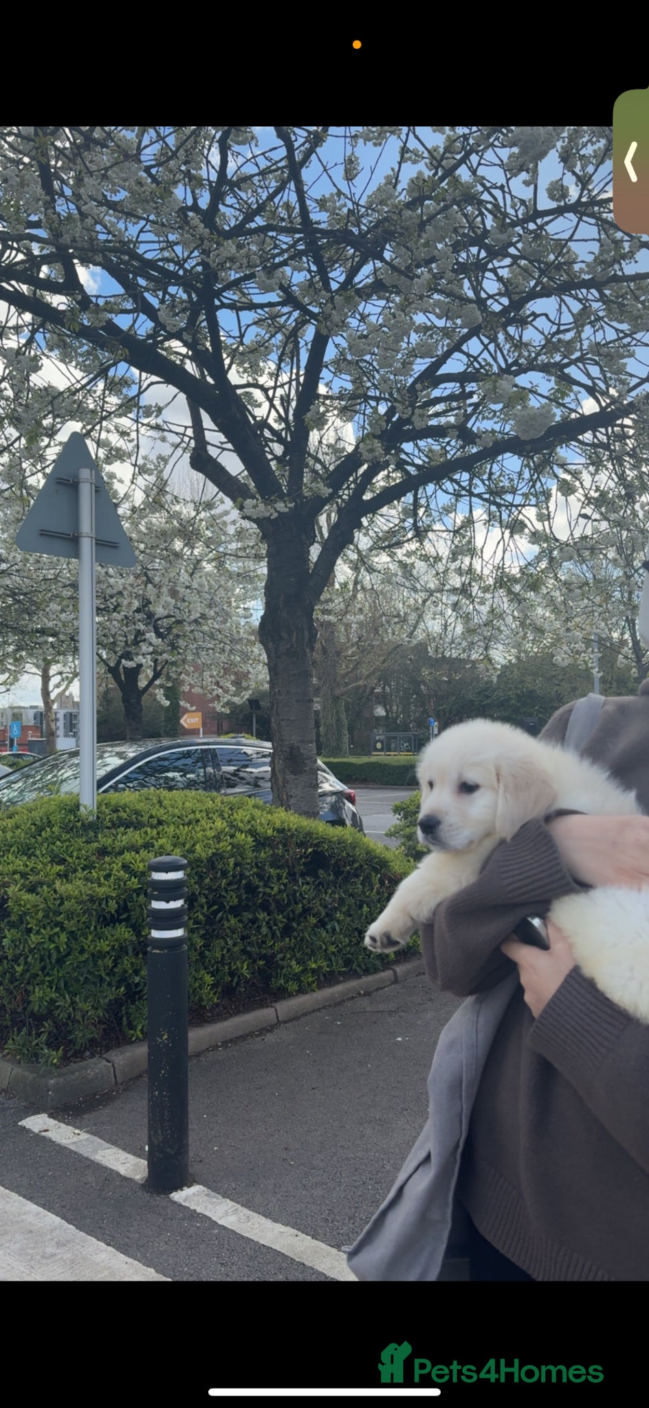 Golden Retriever dogs for sale:     Beautiful Golden Retriever Puppy – Ready Now - Advert 1