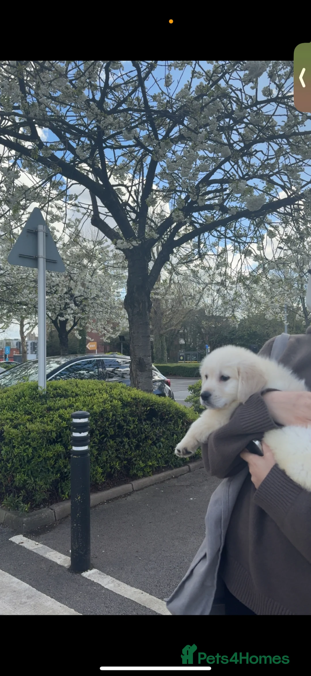 Golden Retriever dogs for sale:     Beautiful Golden Retriever Puppy – Ready Now - Advert 1