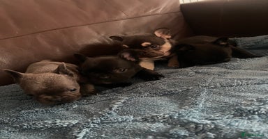 French Bulldog dogs - Advert 16