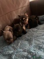 French Bulldog dogs - Advert 6